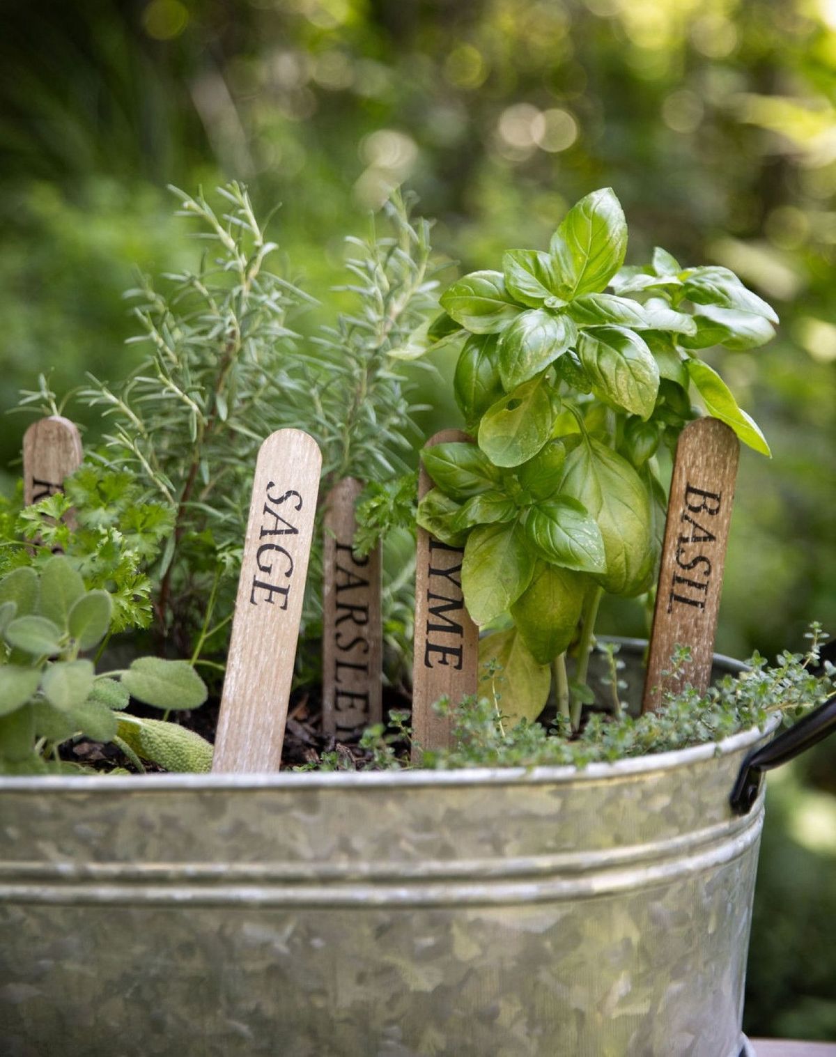 Culinary Herbs Class 