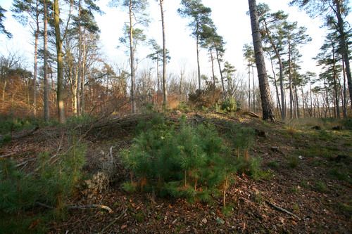 Door de bomen het verleden niet meer zien