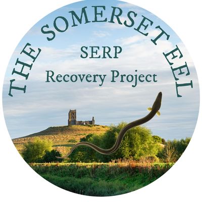 The Somerset Eel Recovery Project (SERP)