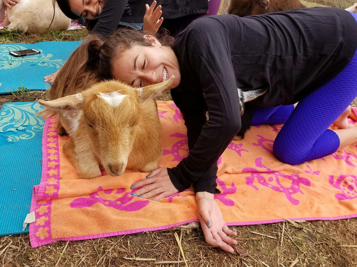 Therapeutic Goat Yoga (Lots of goat cuddles that often includes babies)