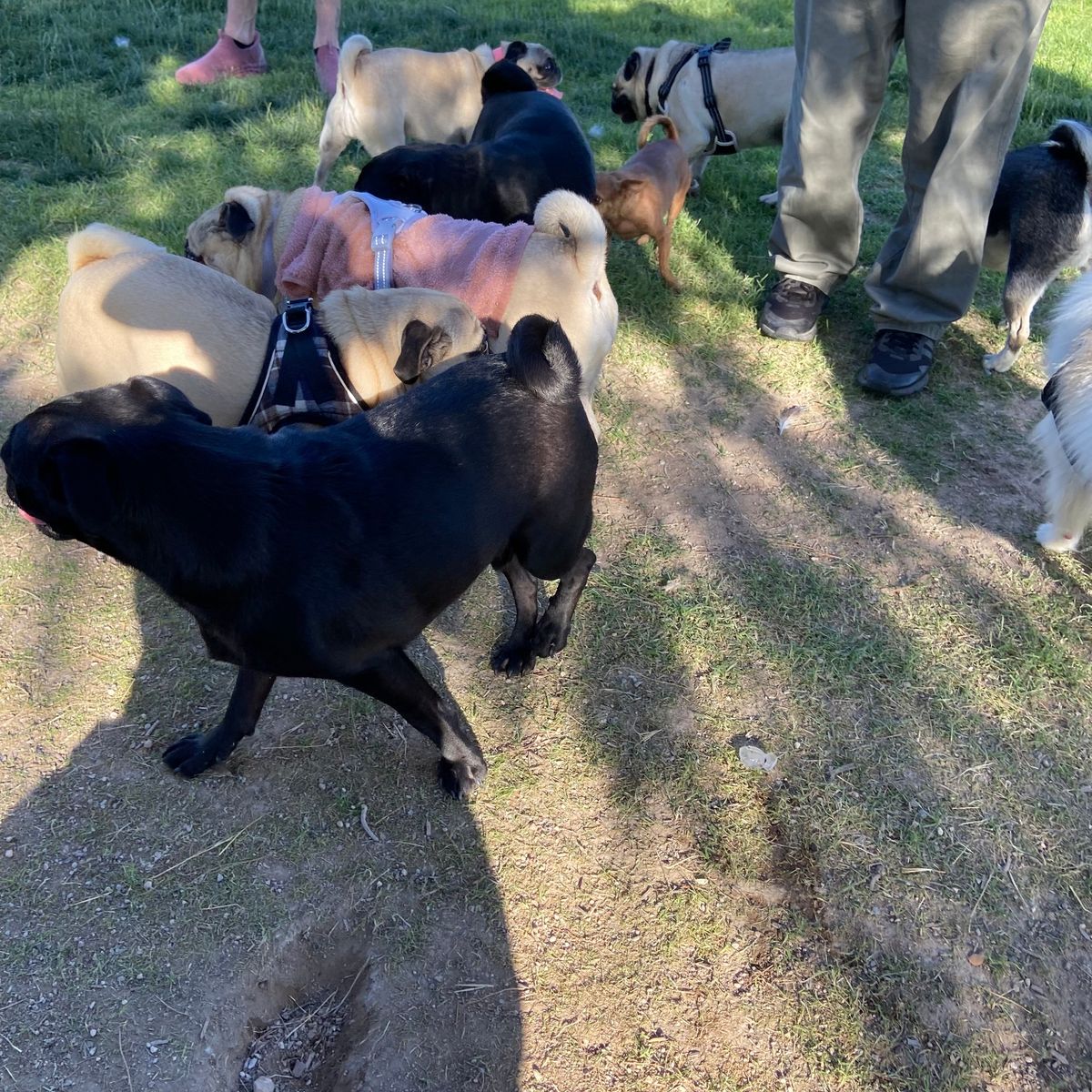 Pug Sunday 7\/28