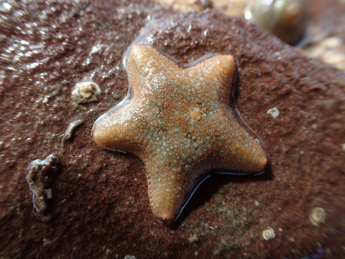 Tots & Toddlers Rockpool Safari