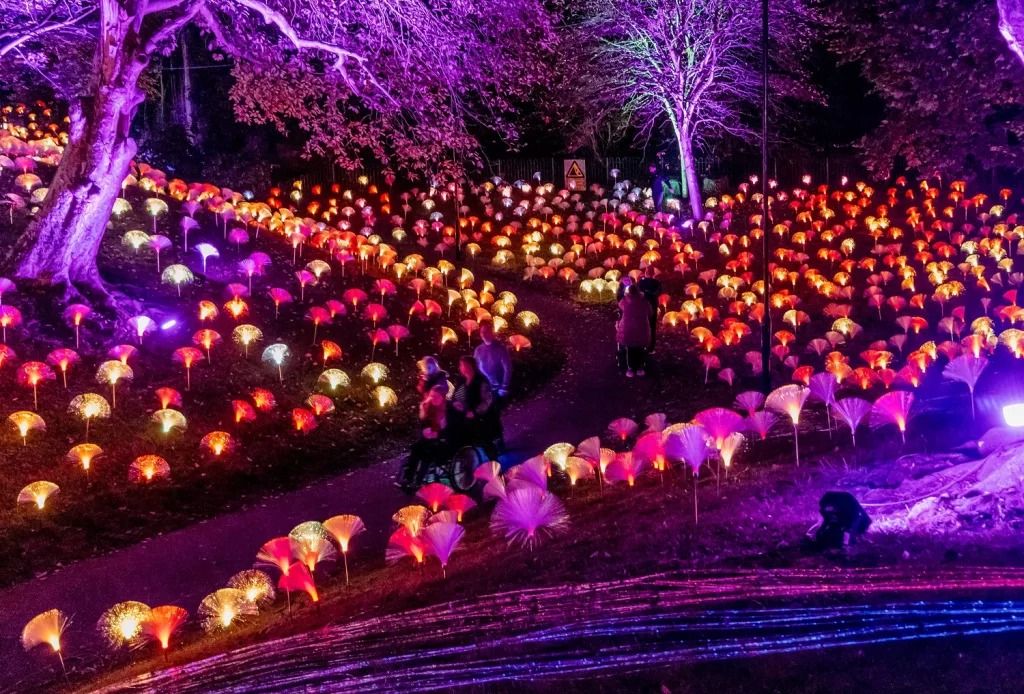 Festival of Light at Mowbray Park | 25 Oct - 24 Nov 2024