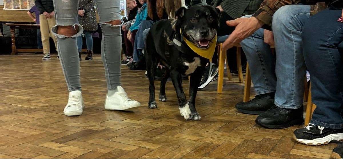 Staffie and Stray Rescue Rehoming Parade