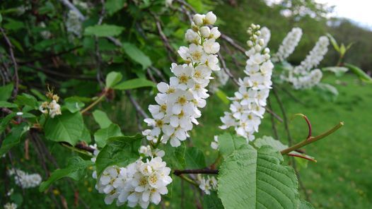 Identifying Trees in Spring, Chirk Castle & Gardens, Wrexham, 23 April 2022