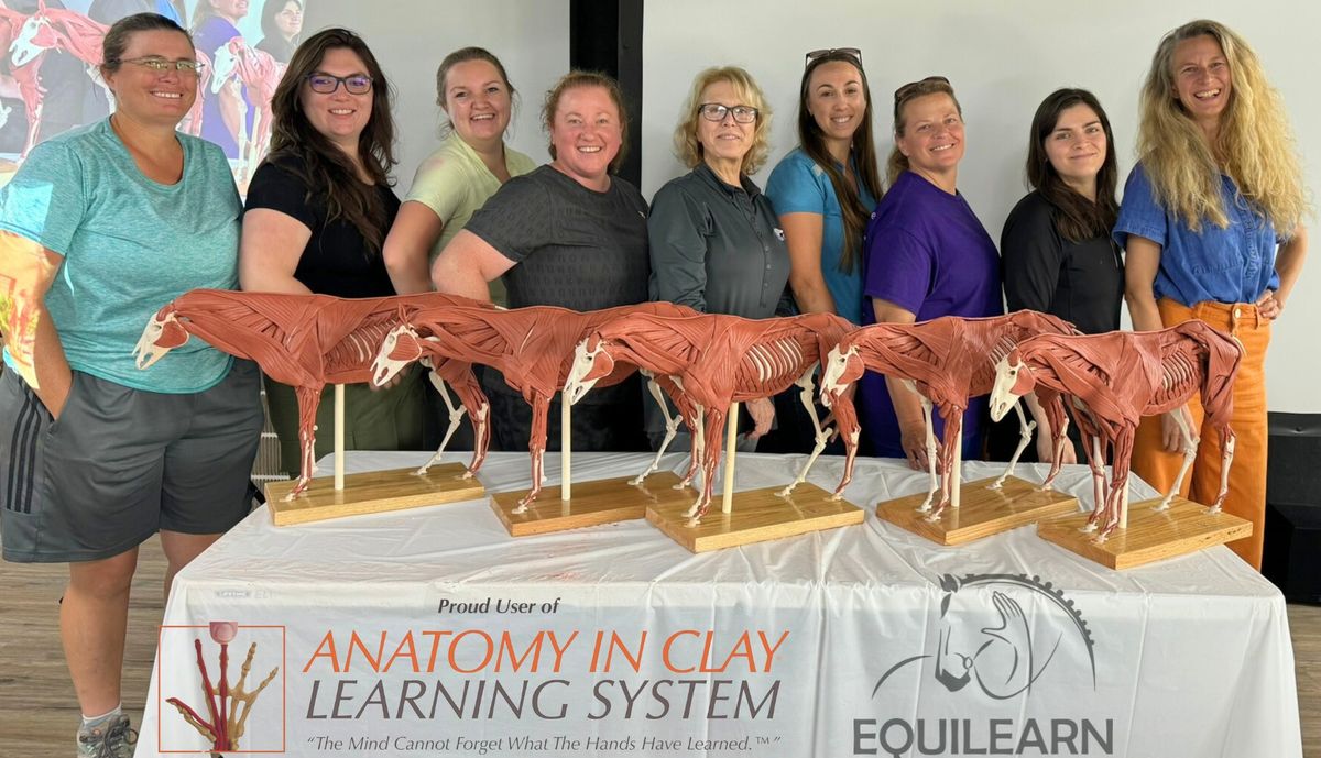 EQ900: Anatomy Discovery Workshop (Clay & Hands-On)