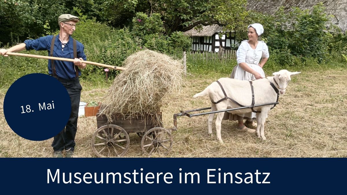 Museumstiere im Einsatz