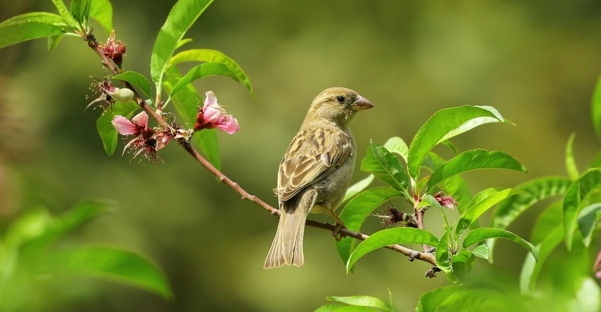 Birdwatching in the Gardens