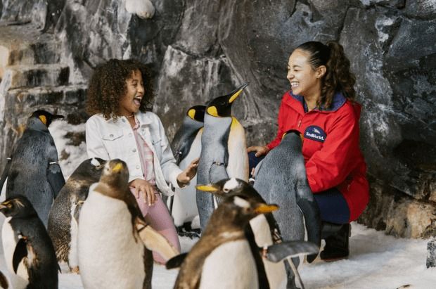 \ud83d\udc27\u2728 Exclusive VIP Penguin Experience at SeaWorld Getaway Deal Orlando \ud83c\udf0a\ud83c\udf1f $399 Per Couple \ud83d\udc91 