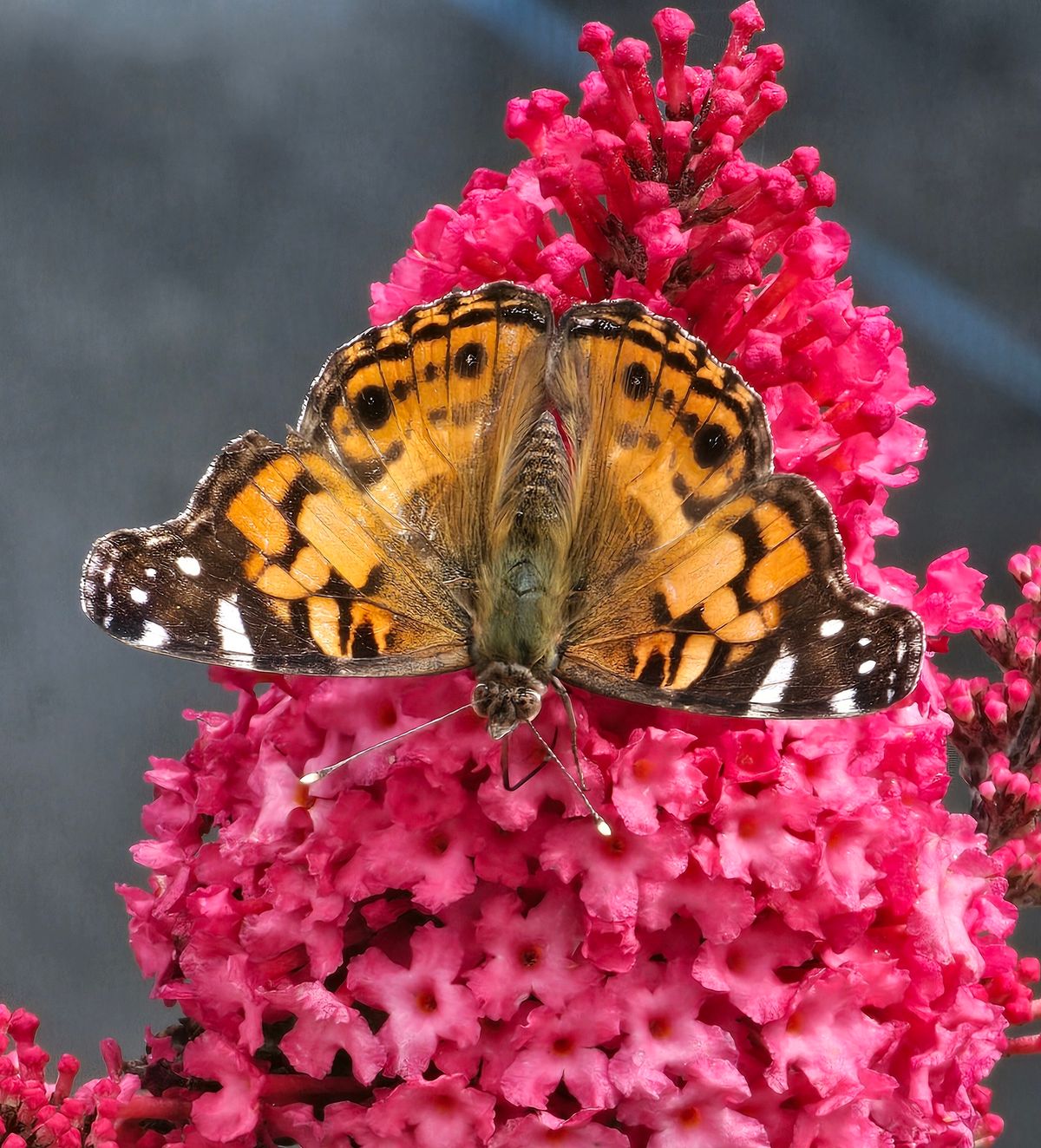 Great Southeast Pollinator Census at Pebble Hill Plantation