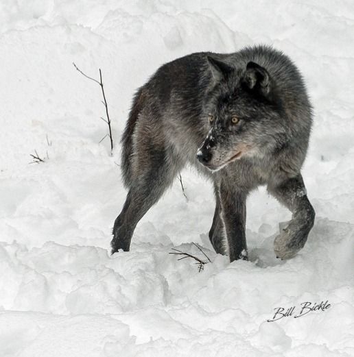 Wonderful Wild Creatures with Bill Bickle