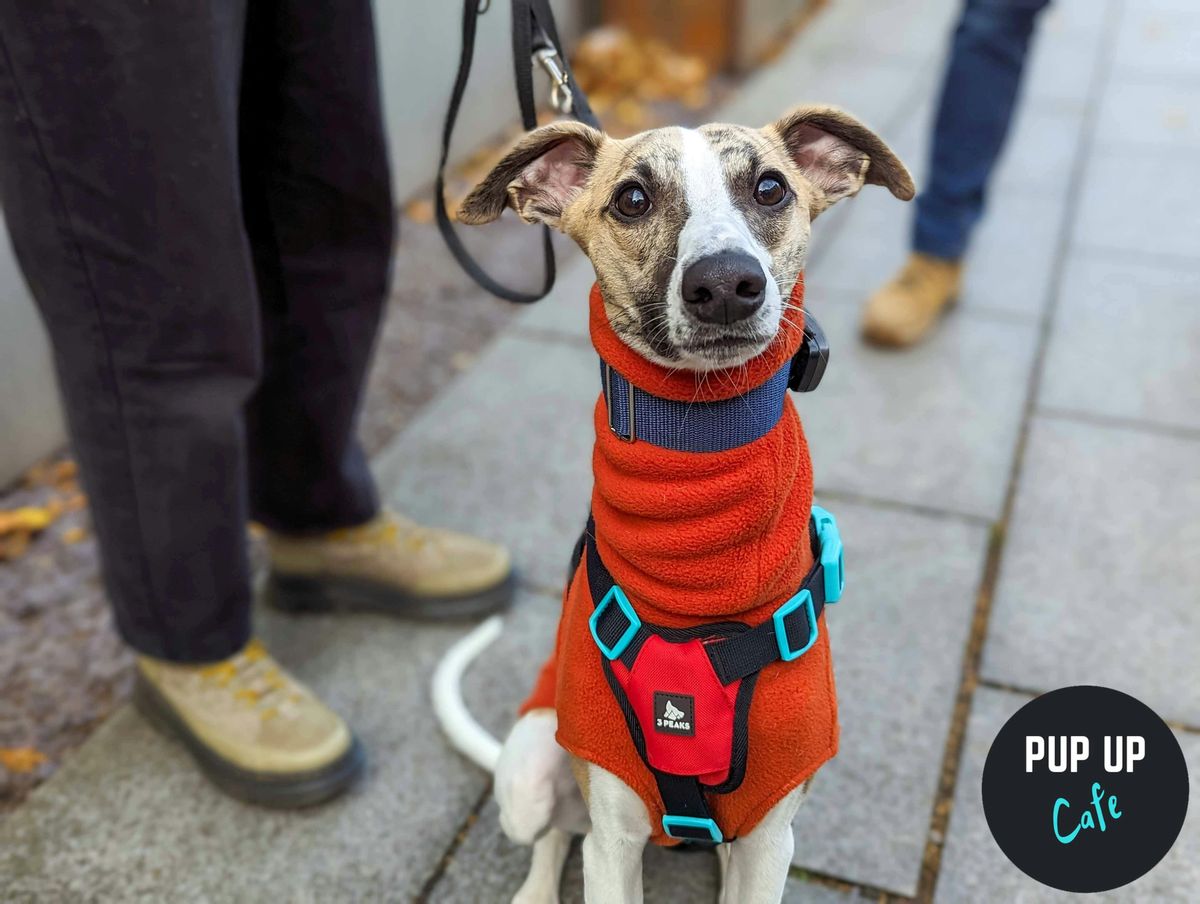 Leeds - Jingle Paws Christmas Tour \ud83c\udf84