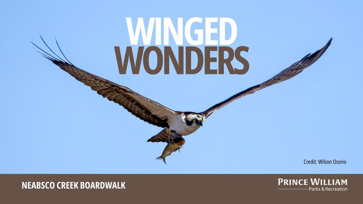 Winged Wonders | Birding for Beginners