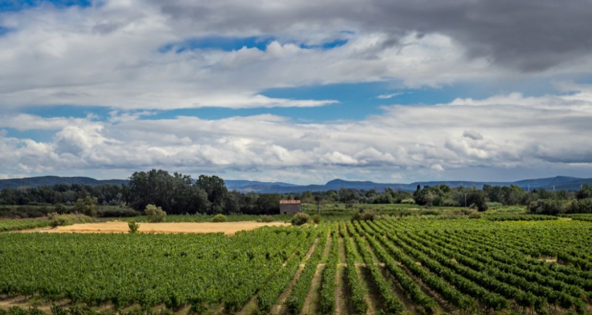 The Languedoc winemakers' dinner