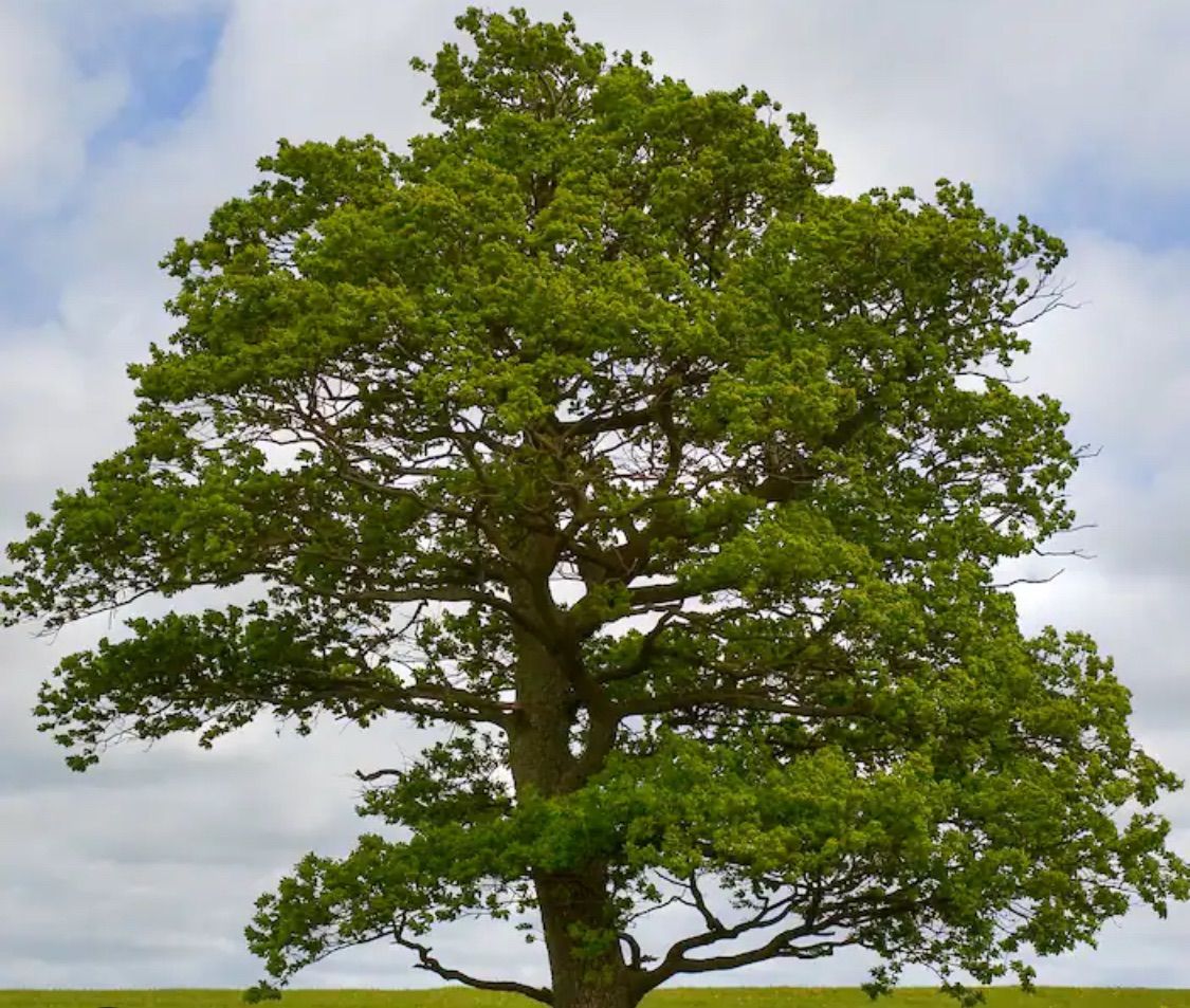 Tree Planting\/ Maintenance 