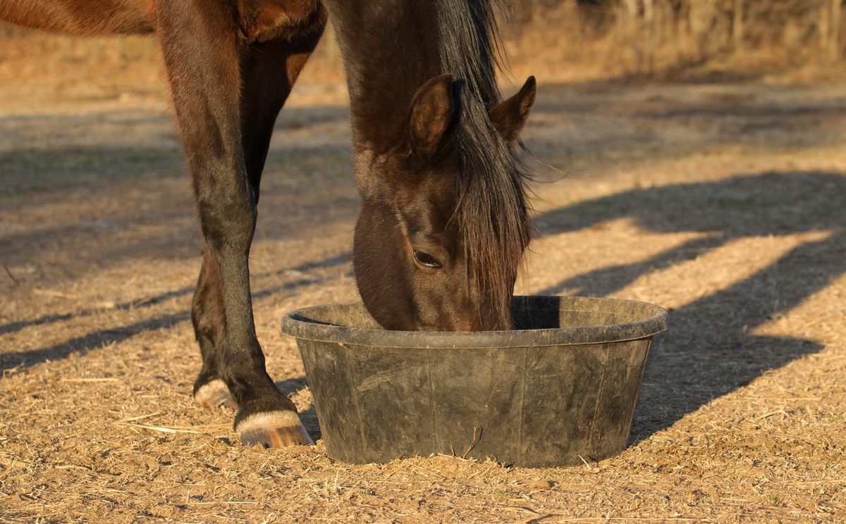 Client Continuing Ed: Optimizing Your Horse's Diet