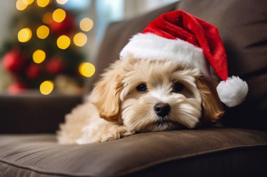 Santa Paws in the Lobby