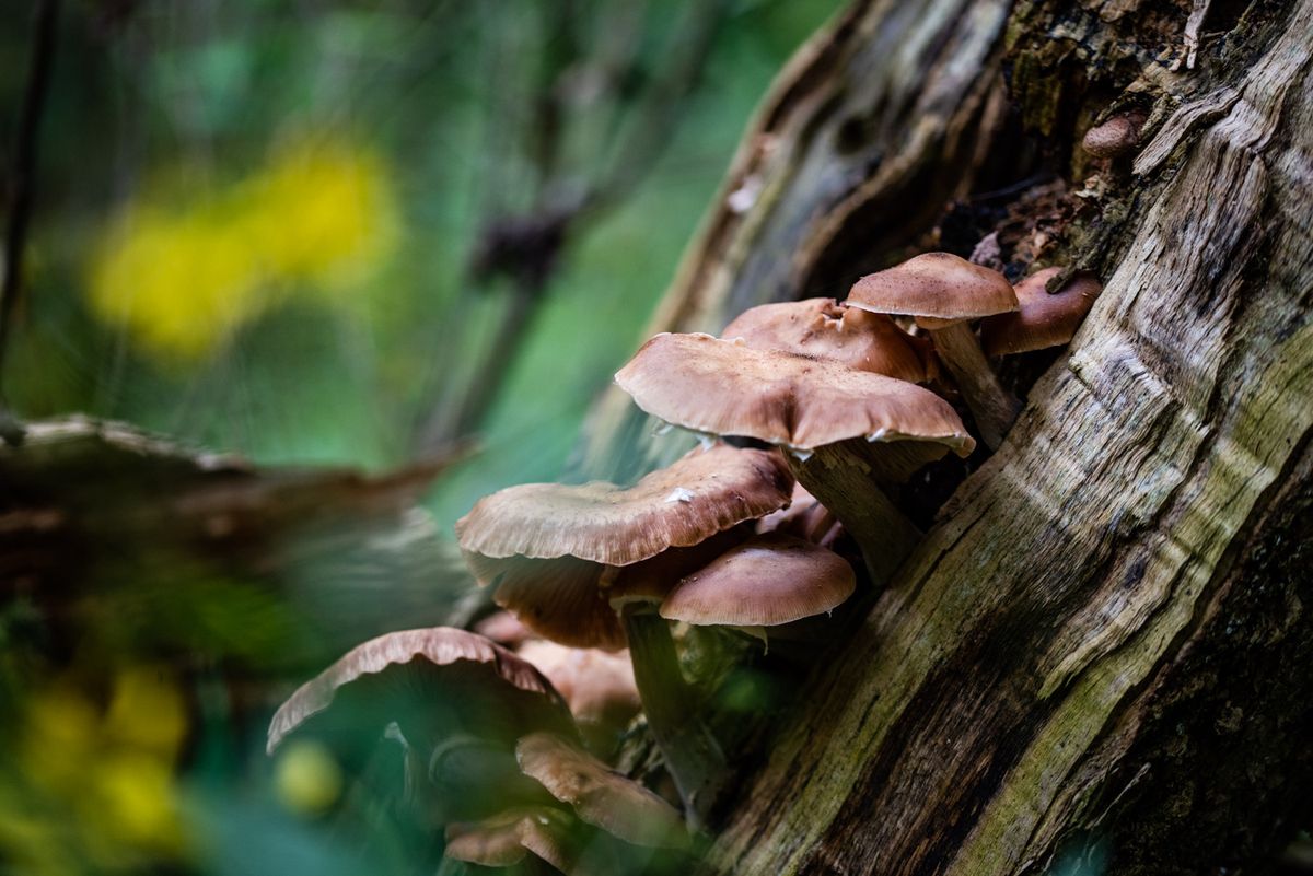 Sustainability at Home: Preserving Edible Mushrooms 101