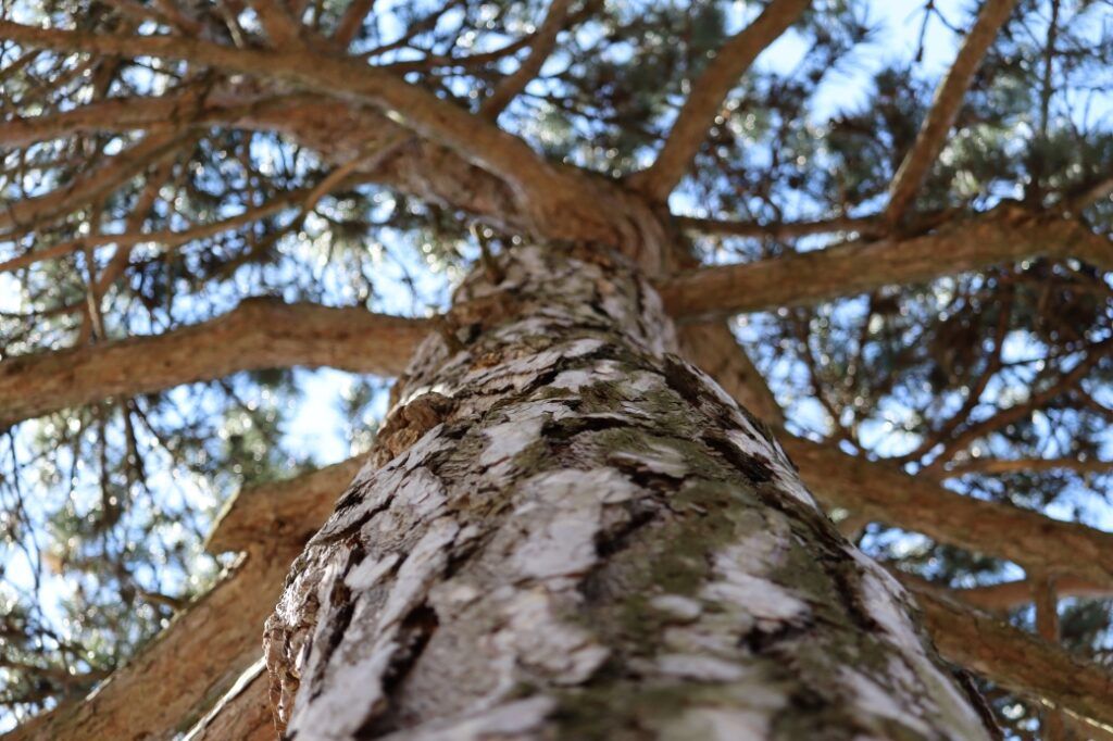 National Forest Week Tree Health Check in High Park\u200b