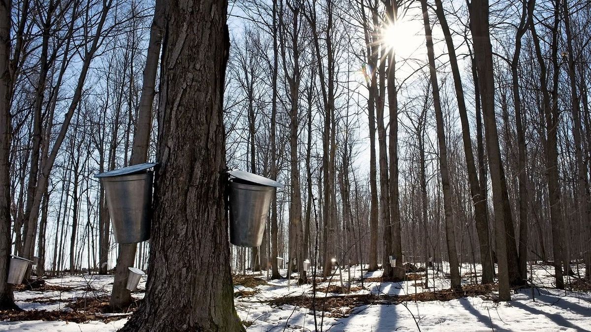 Maple Syrup Harvest