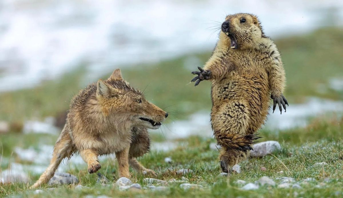 Groundhog Day with the McCrites