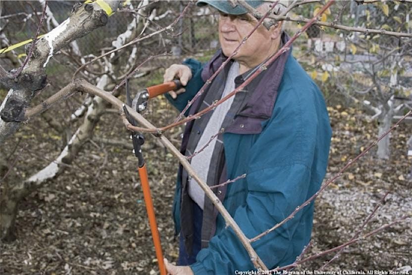Winter Fruit Tree Care