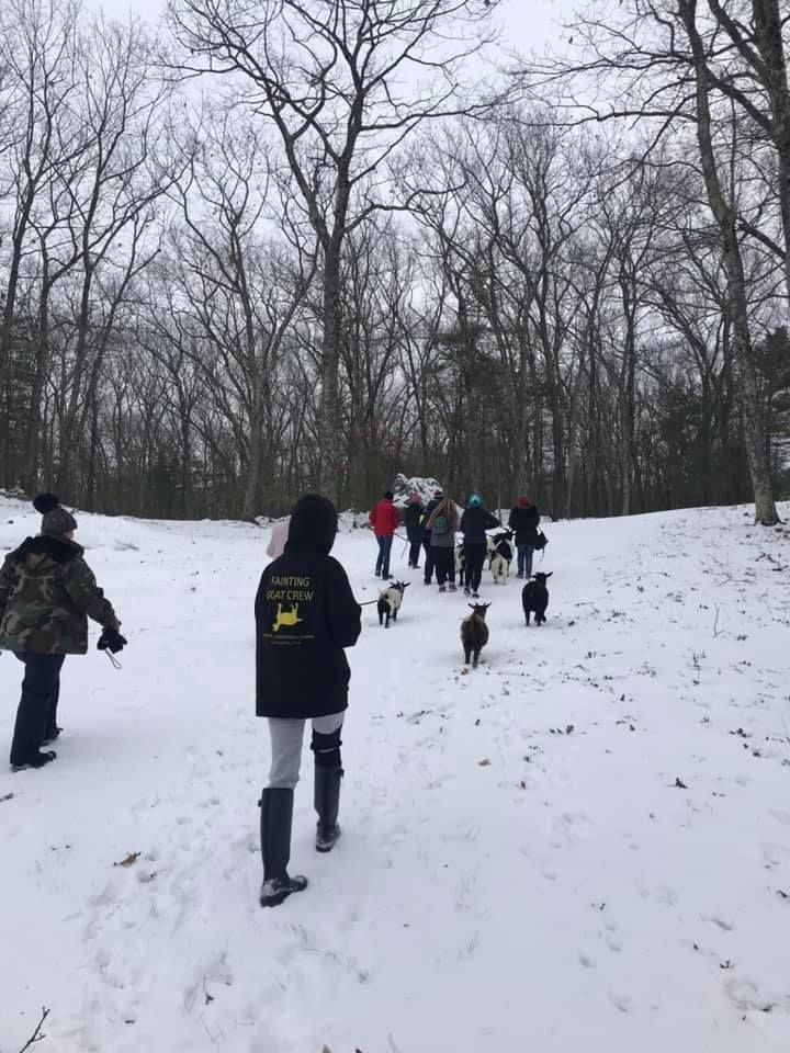 Snowshoe Winter Hike with Little Goats & Whoopie Pies