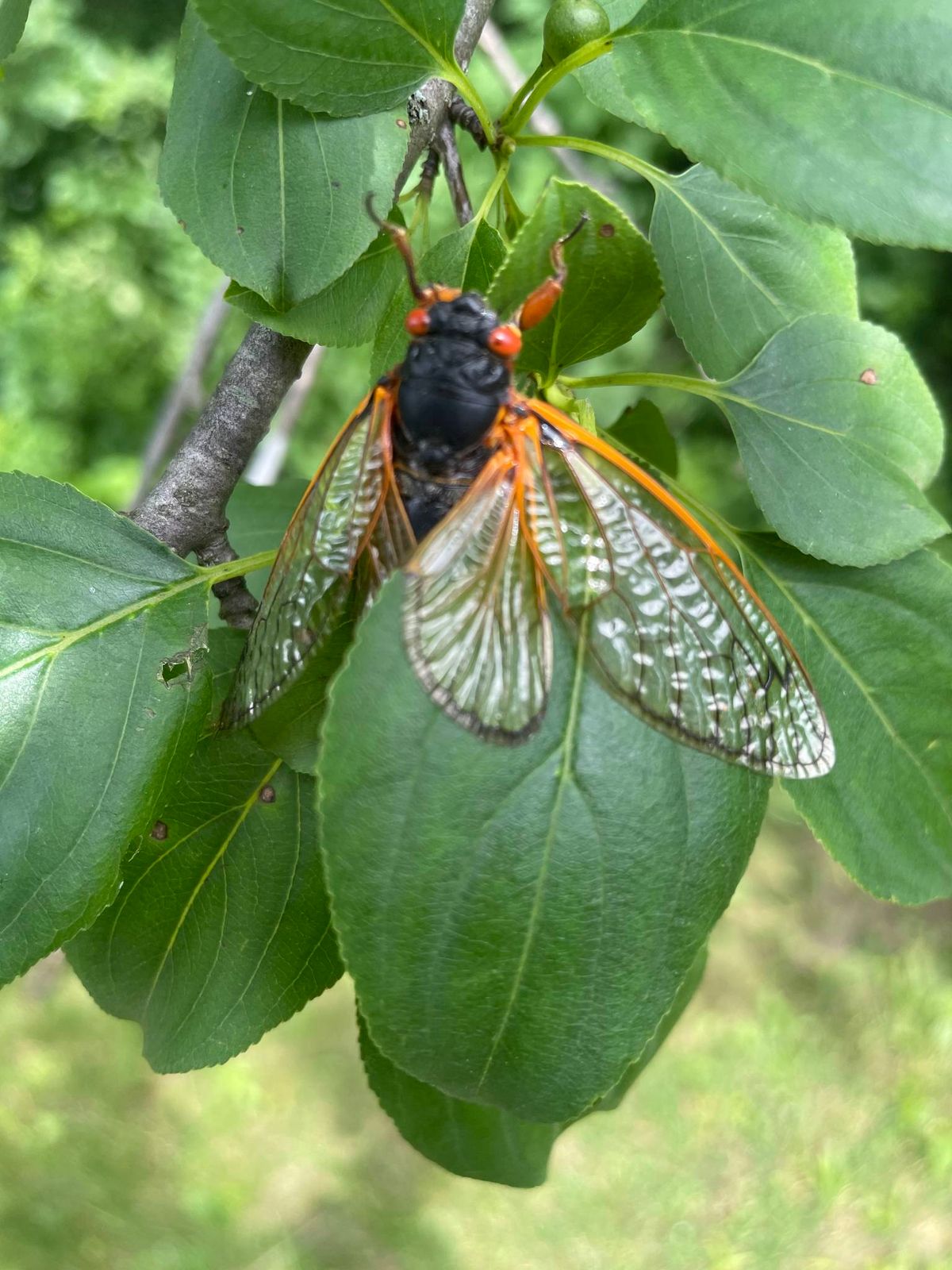 NIYN: Cicada Serenade