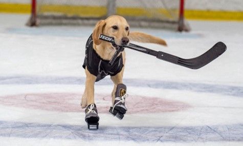 Stingrays Pucks and Paws Night by Washes and Wags