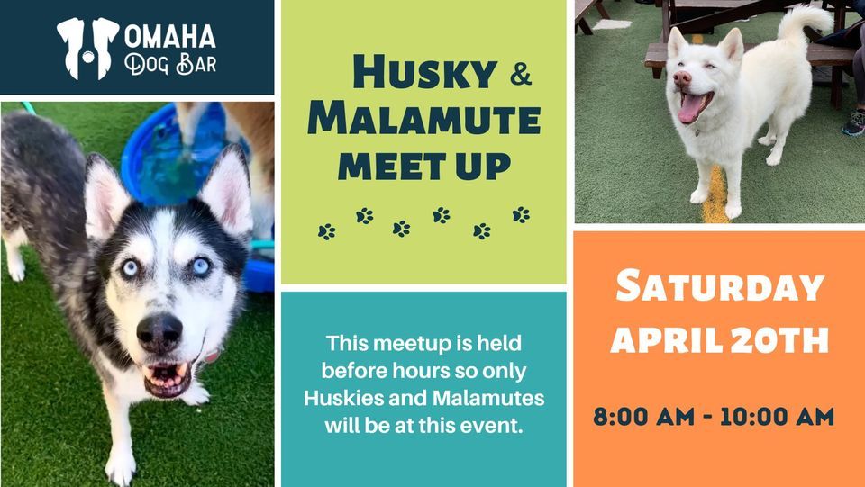 Husky & Malamute Meet up @ Omaha Dog Bar