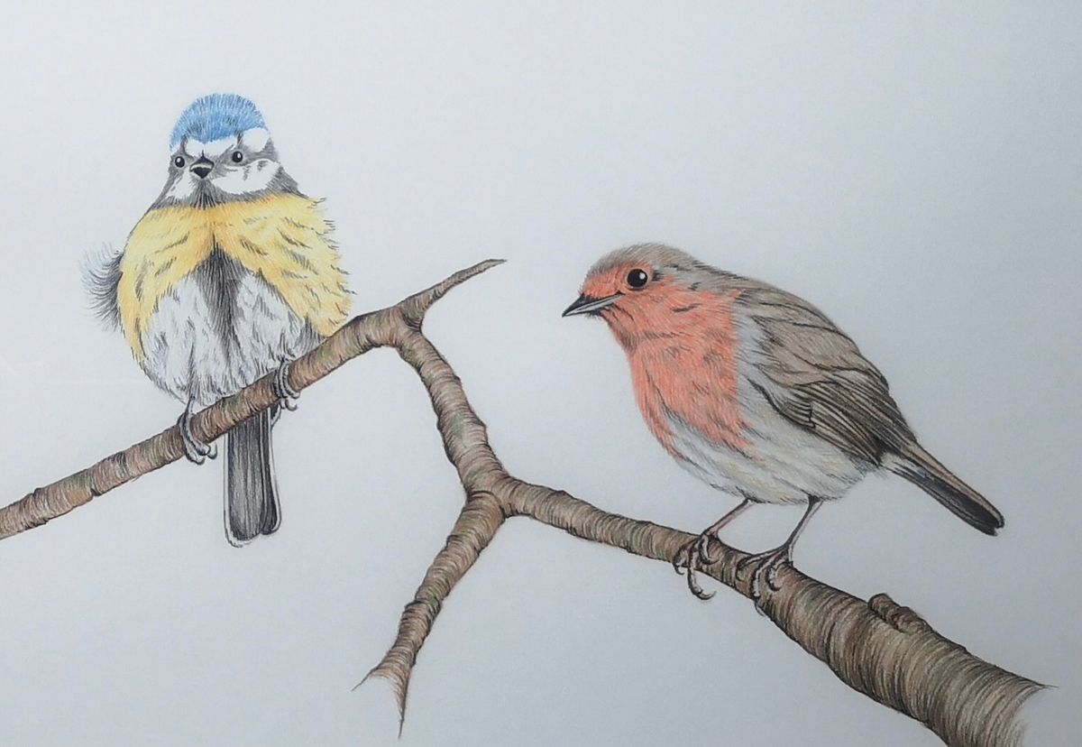 Garden bird pencil crayon workshop with Louise Earnshaw on Friday 31st January, 2025 10.30 - 1.30pm 