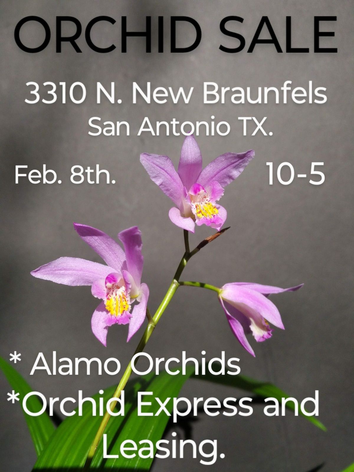 Orchid Sale