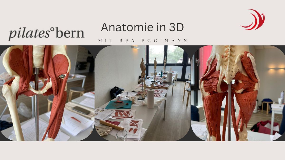 Anatomie in 3D