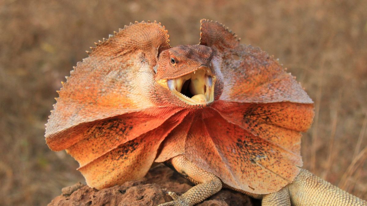 School Holidays: Reptile Encounters at DTC!