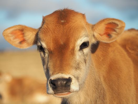 44th Annual Walworth County Farm Bureau Dairy Breakfast