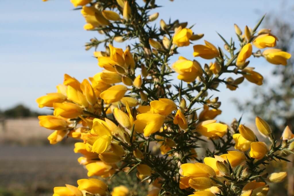 Free Gorse Control Field Day - Partnerships Against Pests in the Southwest