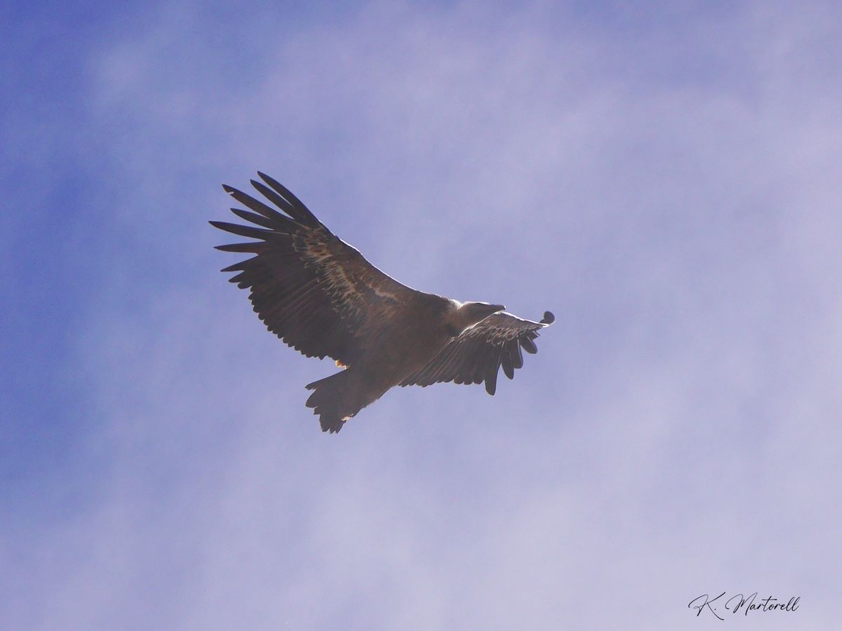 Sortie oiseaux \u00e0 Embres-et-Castelmaure