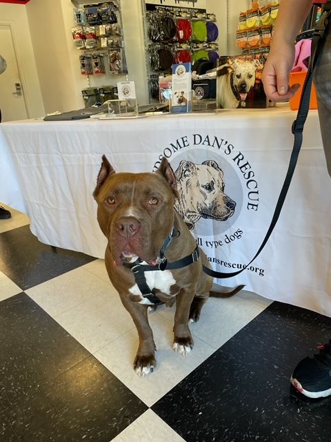 Bully Awareness with Handsome Dans Rescue Cars and Coffee