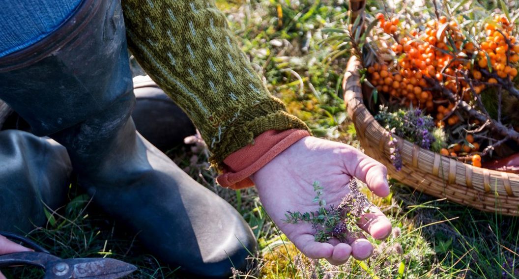 Foraging Walk - An introduction to foraging for food and medicine