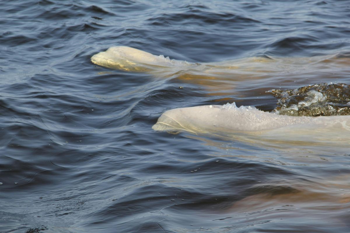 Whales Are in Our Nature: A World Oceans Day Celebration