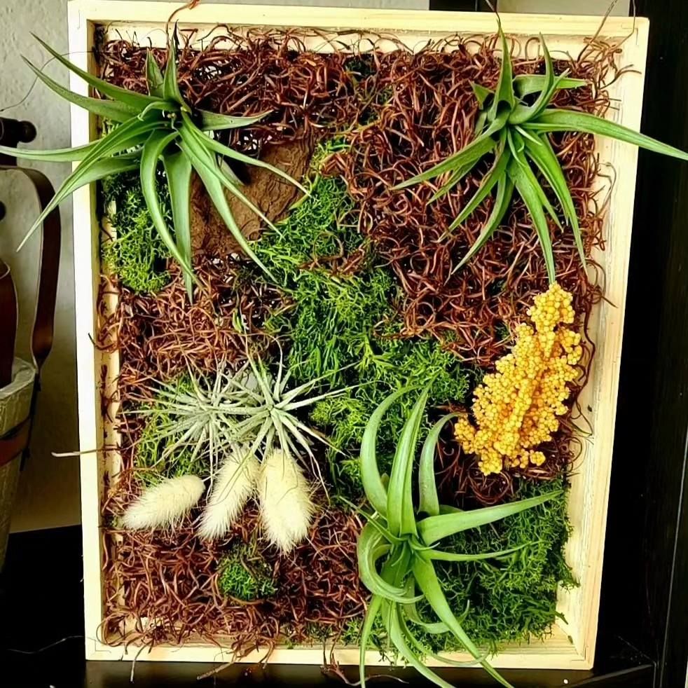 08\/01\/2024 Air Plants Wood Frame at Prosper Wine House! 7 p.m.