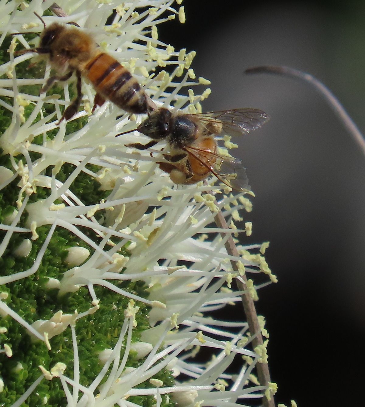 Busy Bee - Greens Bulk Waste