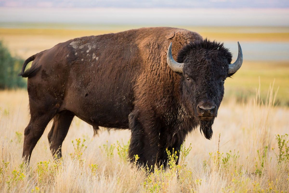 The Bison