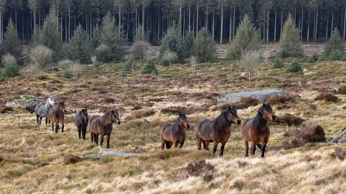 Pony Power Guided Walk - learn how Dartmoor ponies help the unique moorland flora & fauna