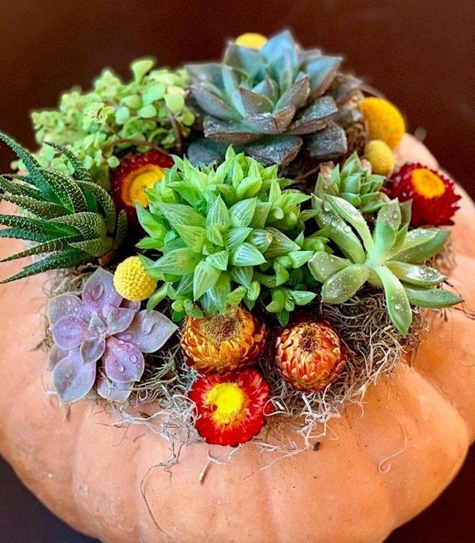 Fall Succulent Centerpieces