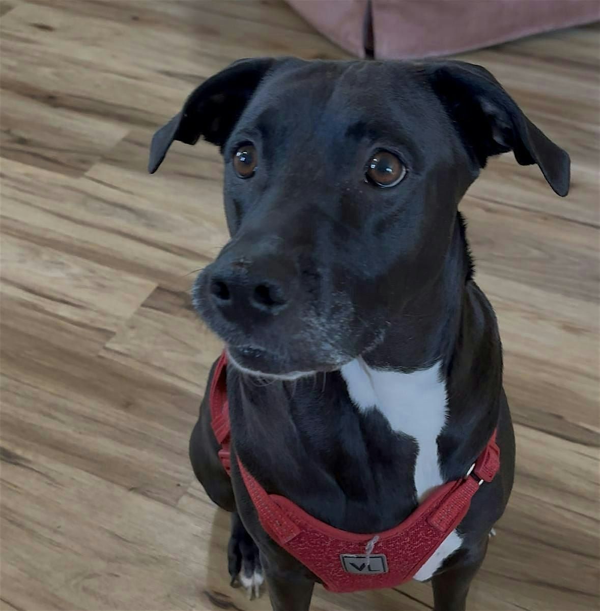 Wagging Tails Workshop - Make Your Own Dog Toy