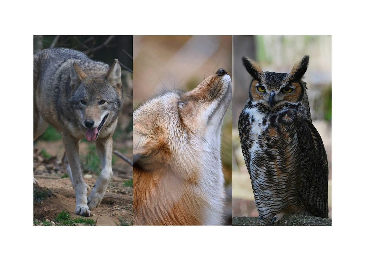 Wild Wonders: A Close Encounter with Native Animals