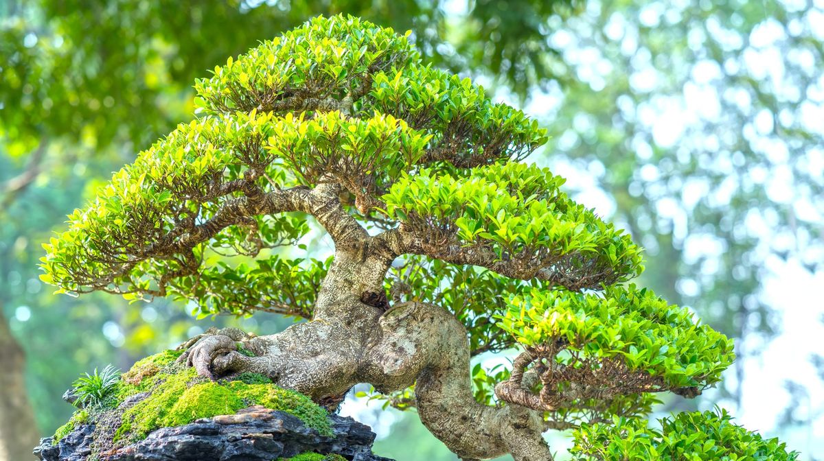 Virginia Bonsai Society Show & Sale