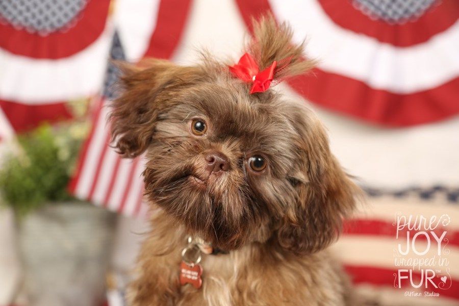 4th of July Themed Pet Photo Mini Sessions