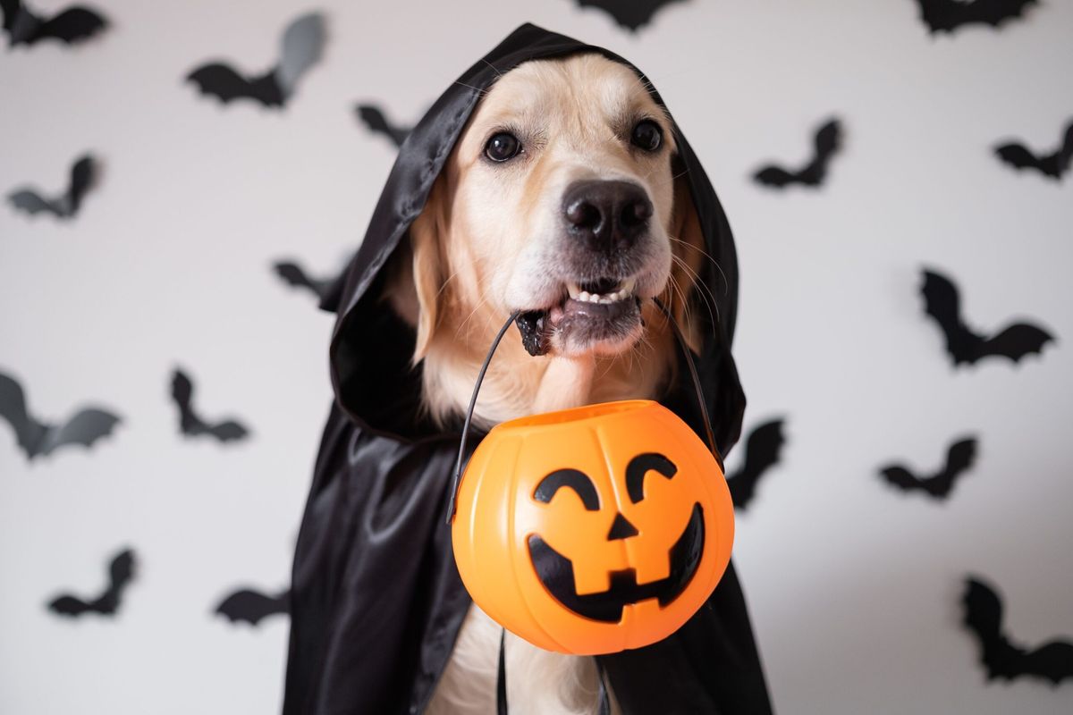 Healthy Pet products FL Halloween Pet Portraits